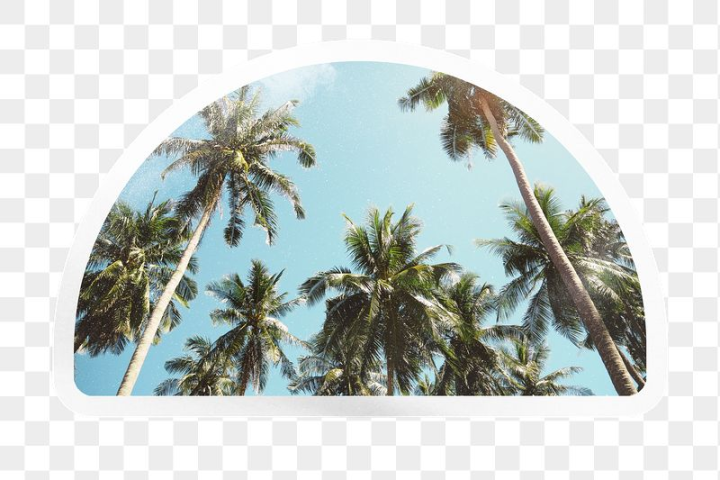 beach,rawpixel,png,sticker,blue,journal sticker,collage,nature,shape,sticker png,palm trees,tropical,sky