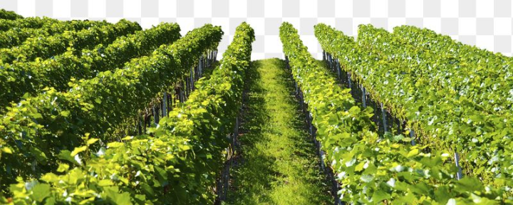 Free: Aesthetic vineyard png border, transparent | Free PNG - rawpixel ...