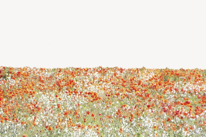 flowers,border,nature,floral,flower field,painting,orange,collage element,red,spring,landscape,graphic,rawpixel