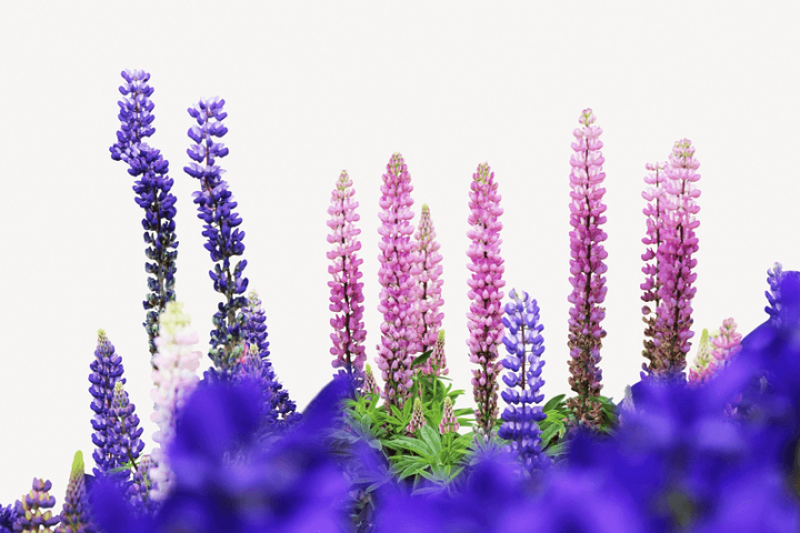 flower,border,nature,floral,botanical,purple flower,collage elements,photo,spring,flower background,pink flower,natural,rawpixel