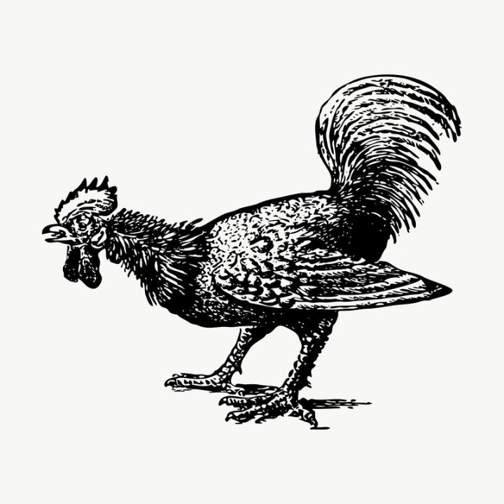 public domain,black,illustrations,free,animal,black and white,drawing,graphic,rooster,design,chicken,hand drawn,rawpixel