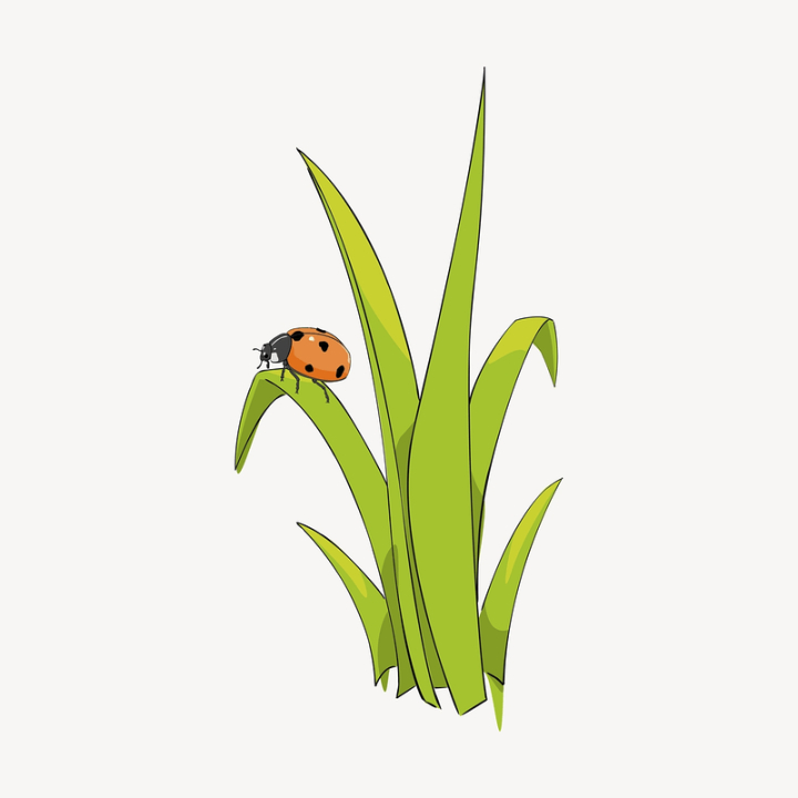 leaf,public domain,green,illustrations,grass,vector,free,color,graphic,design,ladybug,design element,rawpixel