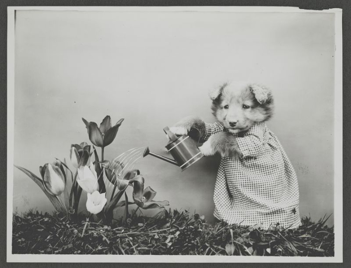 flower,vintage,art,public domain,floral,botanical,dog,cute,animal,black and white,gray,postcard,rawpixel