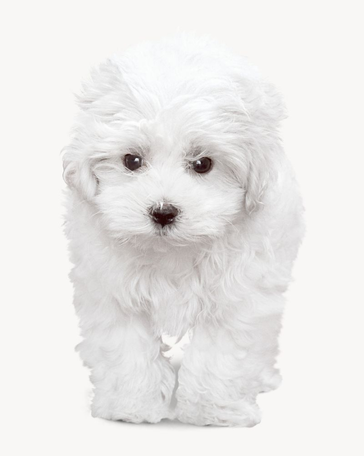 dog,collage elements,cute,animal,pet,graphics,design,fur,adorable,puppy,bichon frise,maltese dog,rawpixel