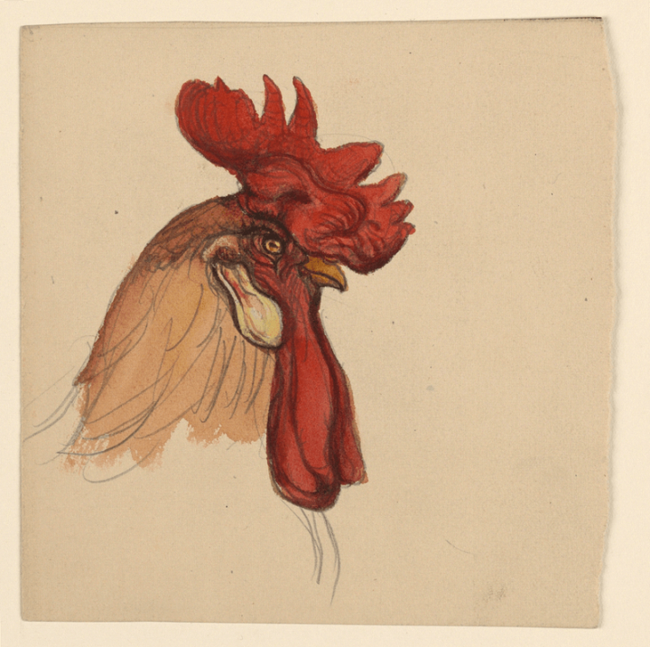 art,public domain,paintings,animals,drawing,rooster,public domain animals,head,creative commons 0,cc0,public domain 1900s,public domain biodiversity,rawpixel