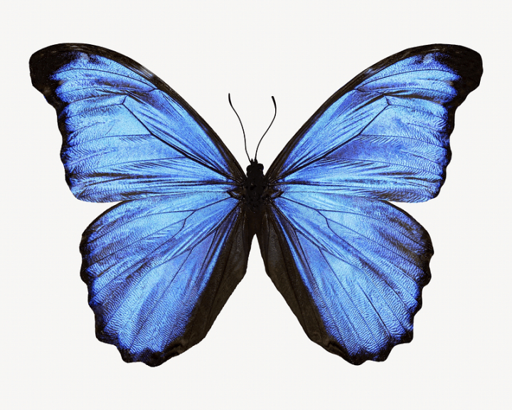aesthetic,blue,butterfly,animal,colour,insect,graphic,design,colorful,creative,printable,design resource,rawpixel