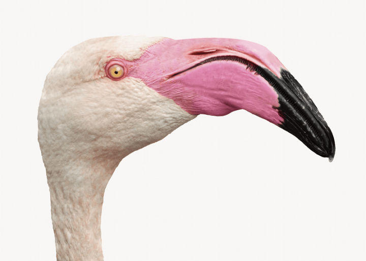 pink,bird,flamingo,animal,colour,graphic,design,colorful,creative,wild animal,flamingo head,wildlife,rawpixel