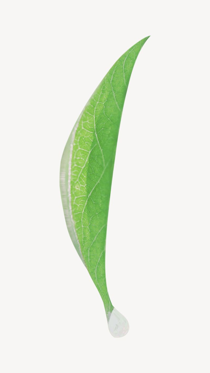leaf,green,botanical,collage element,color,graphic,design,image,psd,design element,layer,printable,rawpixel