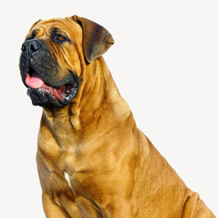 dog,collage element,animal,photo,brown,pet,graphic,design,image,bulldog,printable,design resource,rawpixel