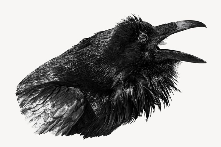 black,bird,nature,collage elements,feather,animal,graphics,design,raven,outdoors,black bird,wildlife,rawpixel