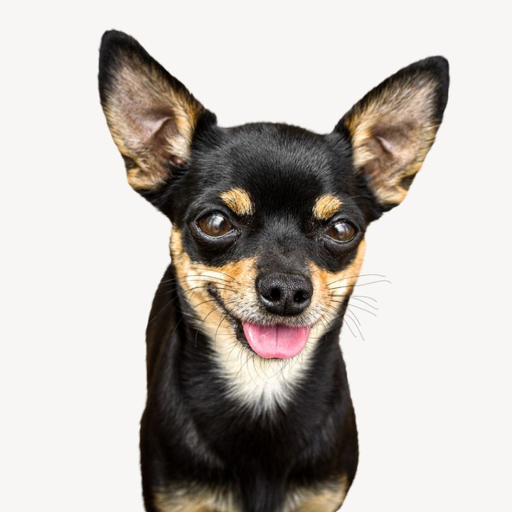black,dog,collage elements,cute,animal,pet,graphics,design,chihuahua,smiling,puppy,adorable,rawpixel