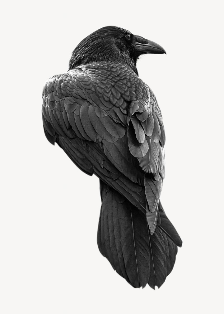 black,bird,nature,collage elements,feather,animal,graphics,design,raven,outdoors,back,black bird,rawpixel
