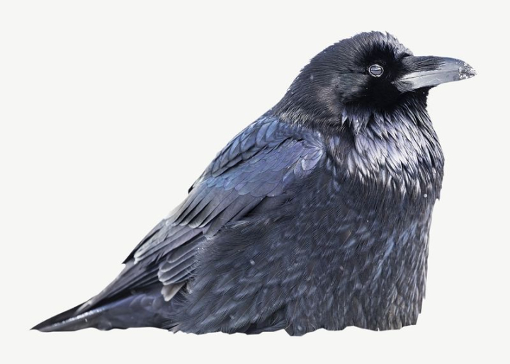 black,bird,collage element,animal,photo,graphic,design,raven,image,psd,design element,wild animal,rawpixel