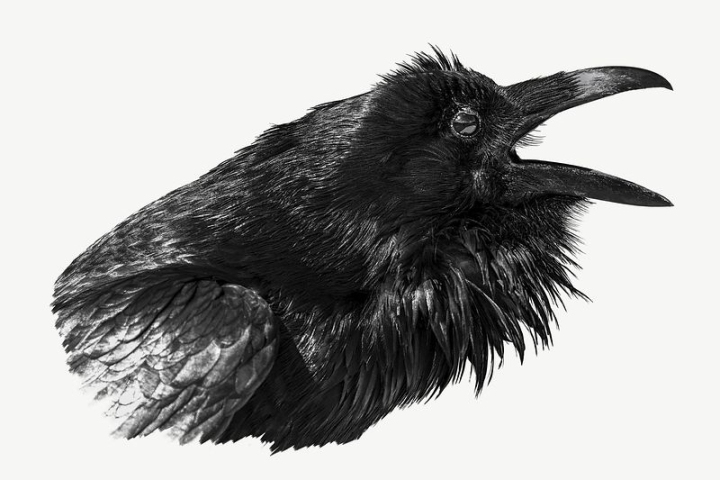 black,bird,nature,collage elements,feather,animal,graphics,design,raven,psd,outdoors,black bird,rawpixel