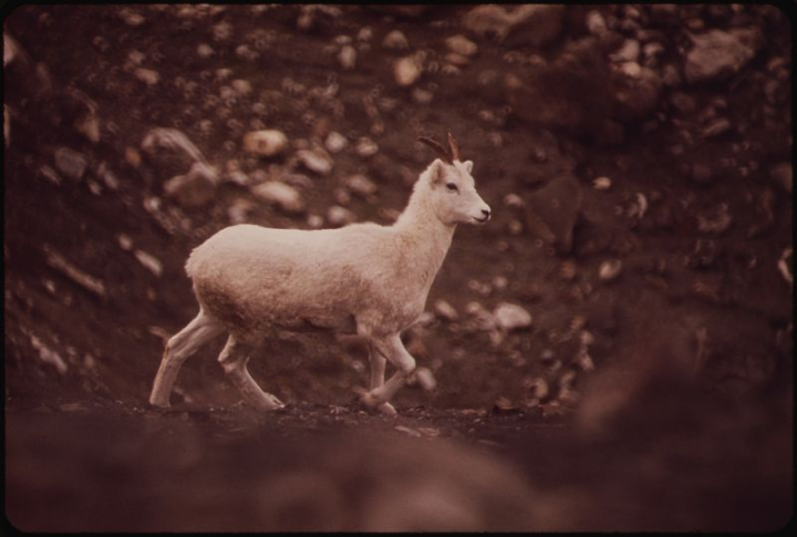 public domain,animal,photo,deer,river,cross,sheep,salt,goat,image,creative commons 0,point,rawpixel