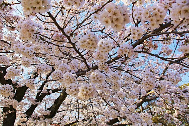texture,flower,plant,tree,public domain,pink,nature,cherry blossom,rabbit,spring,photo,cherry,rawpixel