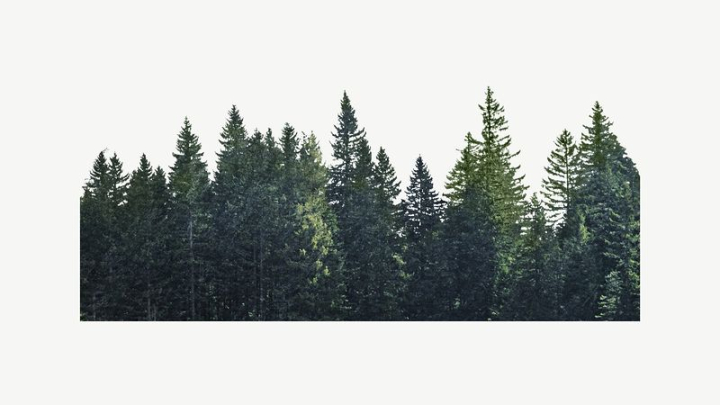 collage,green,botanical,nature,collage element,pine tree,forest,travel,grainy texture,color,graphic,design,rawpixel