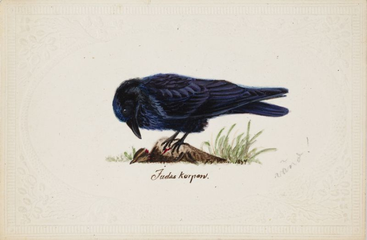 art,public domain,painting,bird,animal,photo,graphic,artwork,watercolour,raven,print,crow,rawpixel