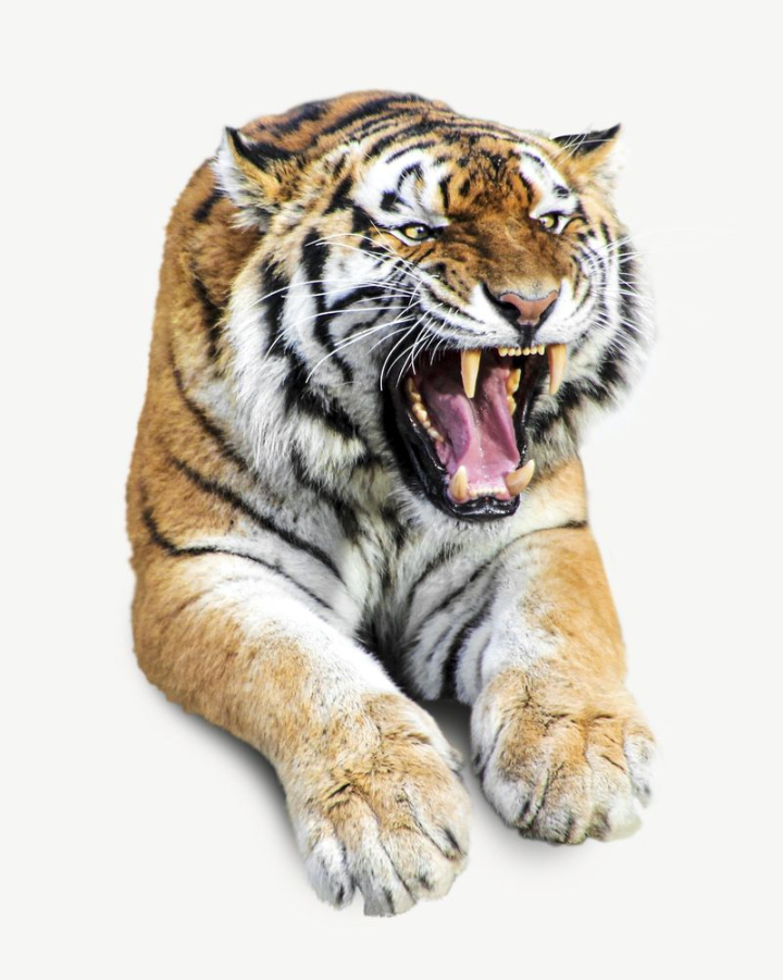 tiger,collage element,animal,graphic,design,animal photo,psd,angry,design element,sitting,wild animal,layer,rawpixel