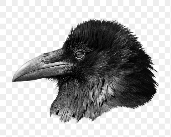 black bird,rawpixel,png,sticker,bird,animal,america,transparent,transparent png,raven,design element,transparent background,wildlife