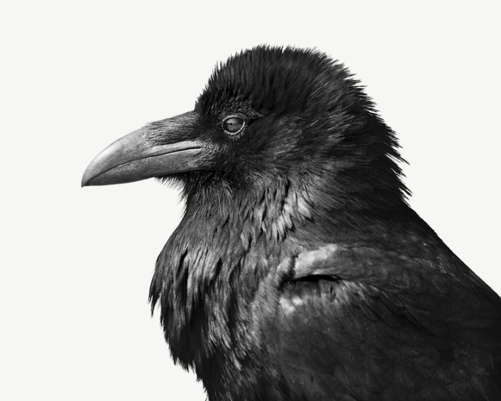 bird,animal,america,raven,psd,design element,layer,wildlife,black bird,national park,beak,common raven,rawpixel