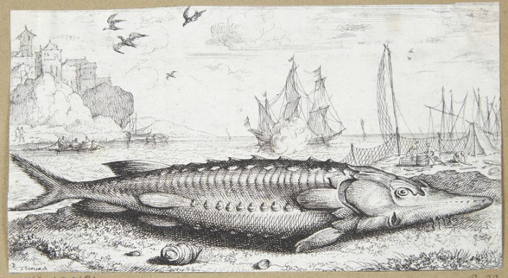 1620 to 1669,acipenser,albert flamen,animal,art,boat,cc0,creative commons,creative commons 0,dating follows the year of the artist s life as the work is undated,etching,fish,rawpixel