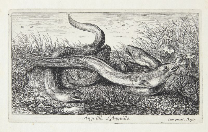 eel,fish public domain,1620 to 1669,albert flamen,anguilla,animal,art,cc0,creative commons,creative commons 0,dating follows the year of the artist s life as the work is undated,drawing,rawpixel