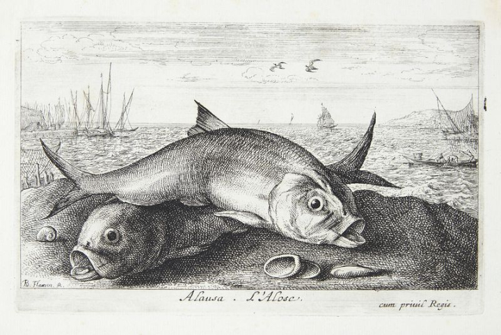 fish public domain,1620 to 1669,alausa,albert flamen,animal,art,bird,cc0,creative commons,creative commons 0,dating follows the year of the artist s life as the work is undated,drawing,rawpixel