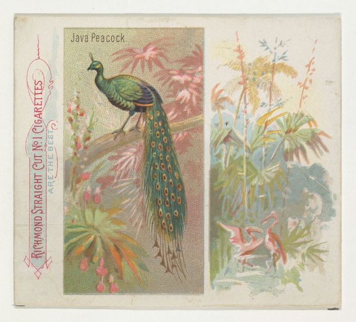 art,vintage,cigarettes,illustration,pattern,public domain,tropics,bird,peacock,animal,photo,card,rawpixel