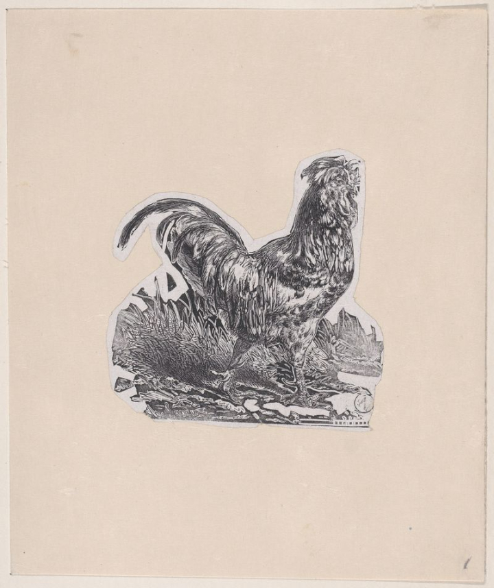 art,vintage,illustration,public domain,bird,animal,doodle,photo,drawing,graphic,rooster,sketch,rawpixel