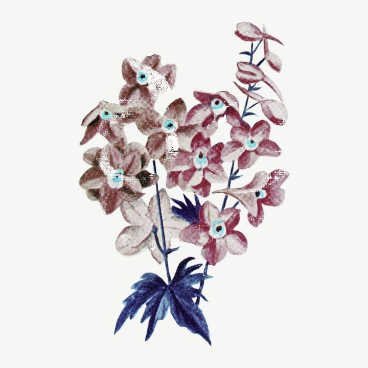 flower,paper texture,vintage,pink,illustration,blue,floral,botanical,collage element,graphic,element graphic,colour,rawpixel