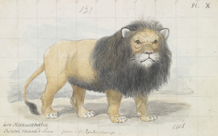 watercolors,vintage,charles hamilton smith,public domain,white,lion,animals,photo,drawings,image,creative commons 0,cc0,rawpixel