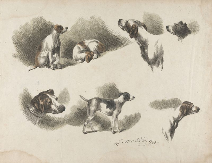 vintage,public domain,dogs,animals,photo,studies,pet,prints,one,image,prints and drawings,creative commons 0,rawpixel
