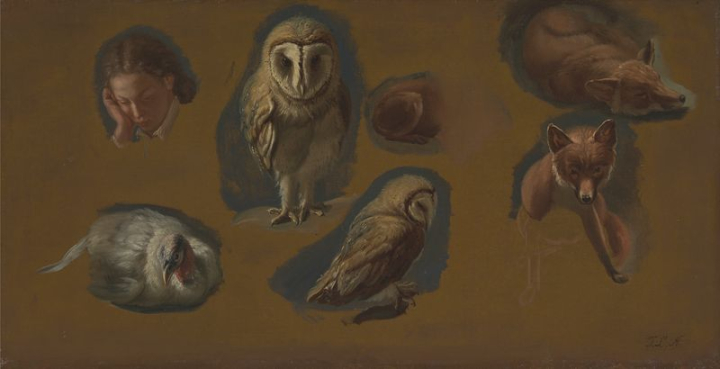 vintage,paintings,public domain,birds,fox,animals,man,photo,studies,owl,barn,head,rawpixel