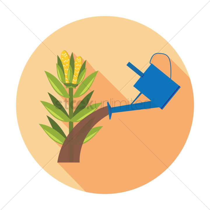 corn,corns,stalk,stalks,agriculture,agricultures,cultivation,farm,farms,farming,crop,crops,cob,cobs,watering,water,can,cans