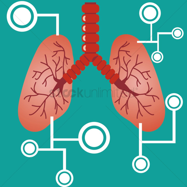 infographic,infographics,body,bodies,anatomy,organ,organs,lung,lungs,human,humans,people,person,respiration,respiratory