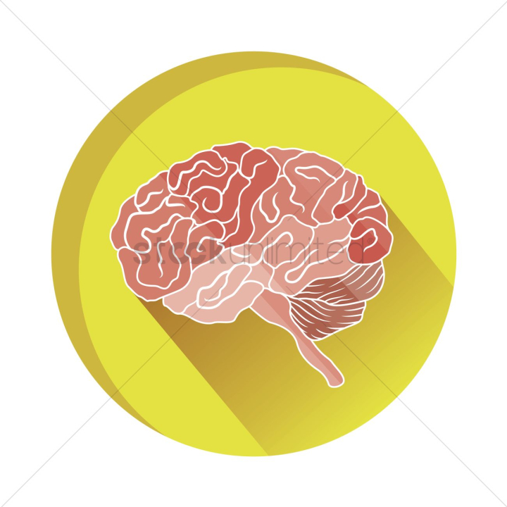 anatomy,brain,brains,intelligence,nerve,nerves,nervous system,neurology,mind,minds,organ,organs