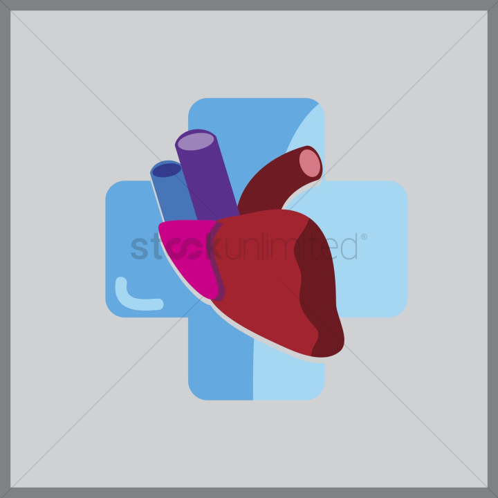 anatomy,aorta,artery,cardiology,cardiologies,heart,hearts,human,humans,people,person,medical,healthcare,organ,organs,science