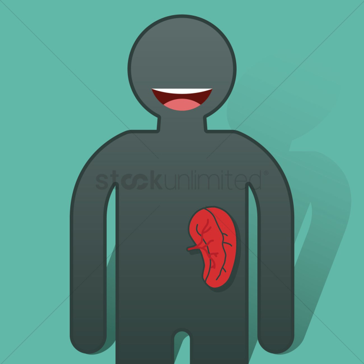 human,humans,people,person,organ,organs,anatomy,kidney,adrenal,renal,internal organ,glands