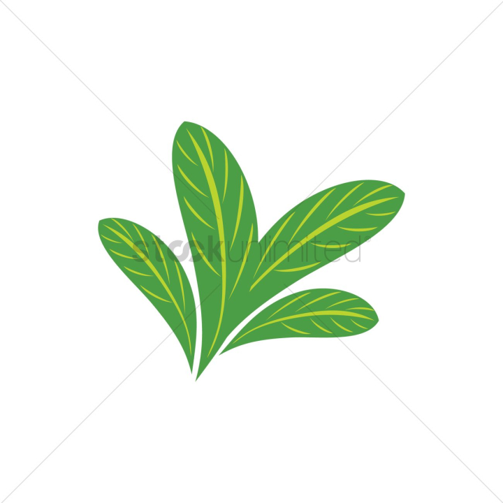 leaves,spa,plant,herbal,fresh,isolated