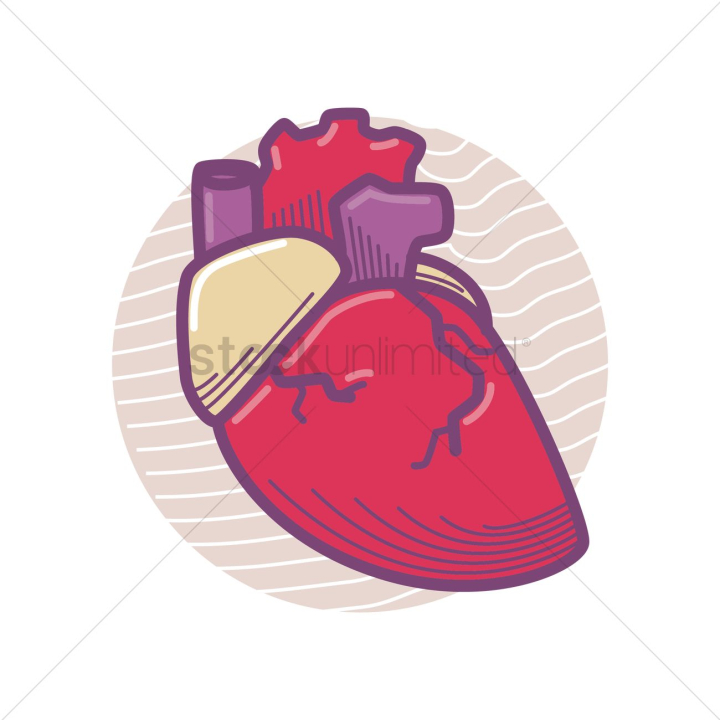 human,humans,people,person,heart,hearts,organ,organs,internal,anatomy