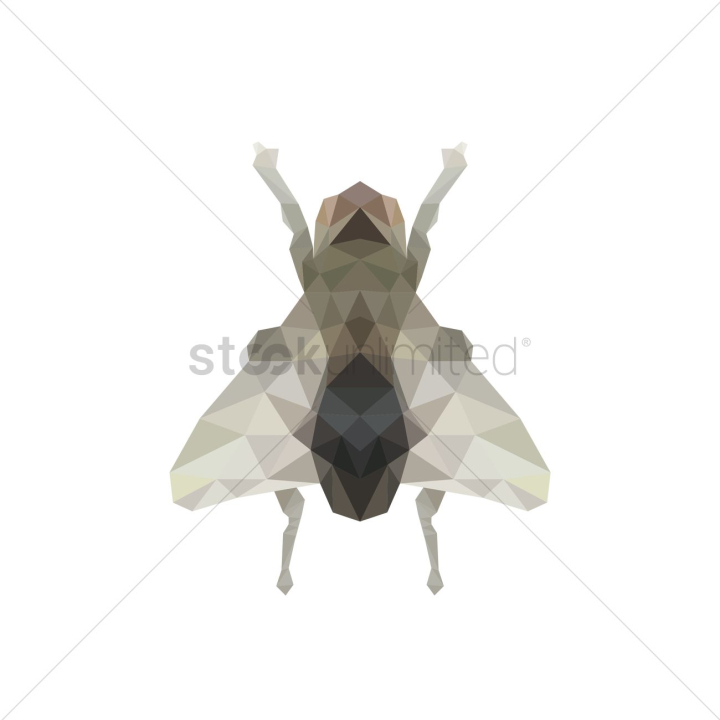 faceted,bug,bugs,insect,insects,animal,animals,wings,beetle,beetles,fly,flies