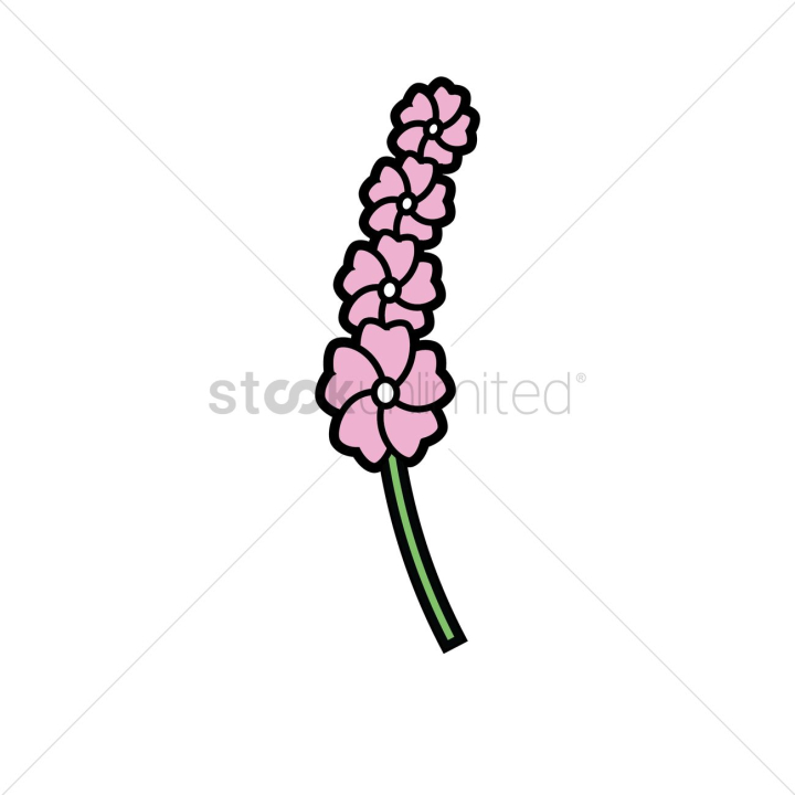 flower,flowers,stalk,stalks,stem,stems,lavender,lavenders,flowers,floral,florals,stock,stocks