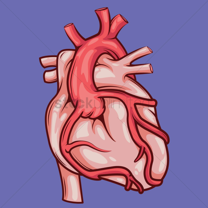 human,humans,people,person,heart,hearts,blood,cardiology,cardiologies,veins,vein,vascular,artery