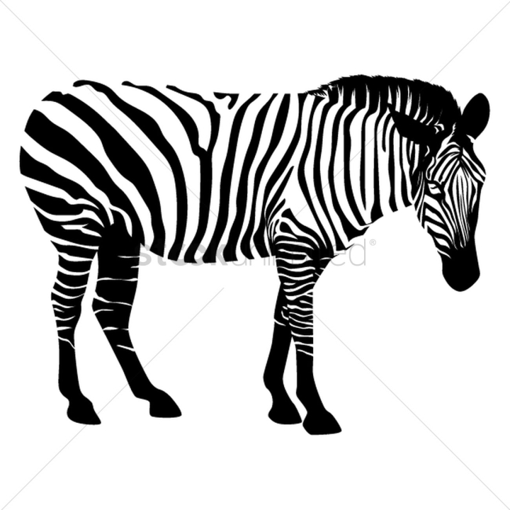 animal,animals,wild,zebra,zebras,animals,mammal,mammals,stripes,stripe,herbivorous