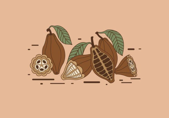 cocoa beans,cocoa,beans,chocolate,organic,plant,object,natural,nature,pod,raw,tree,tropical,slice,ripe,red,leaves,isolated,crop,cacao,bean,brown,fruit,food,background,sweet,dessert,snack,candy,icon