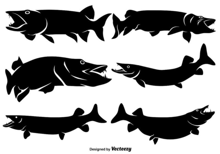 Free: Vector Flat Muskie Icons/Silhouettes 