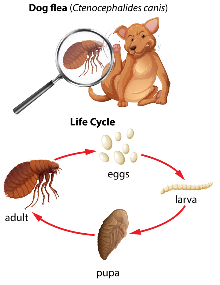 Free: A life cycle of dog flea - nohat.cc