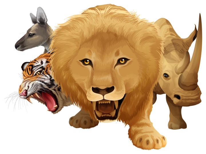 illustration,graphic,drawing,cartoon,picture,clipart,isolated,on white,white,white background,wild,wildlife,wilderness,animal,nature,creature,living,mammal,exotic,tropical,carnivore,natural,endangered,character,lion,tiger,king,kangaroo,rhino,zoo