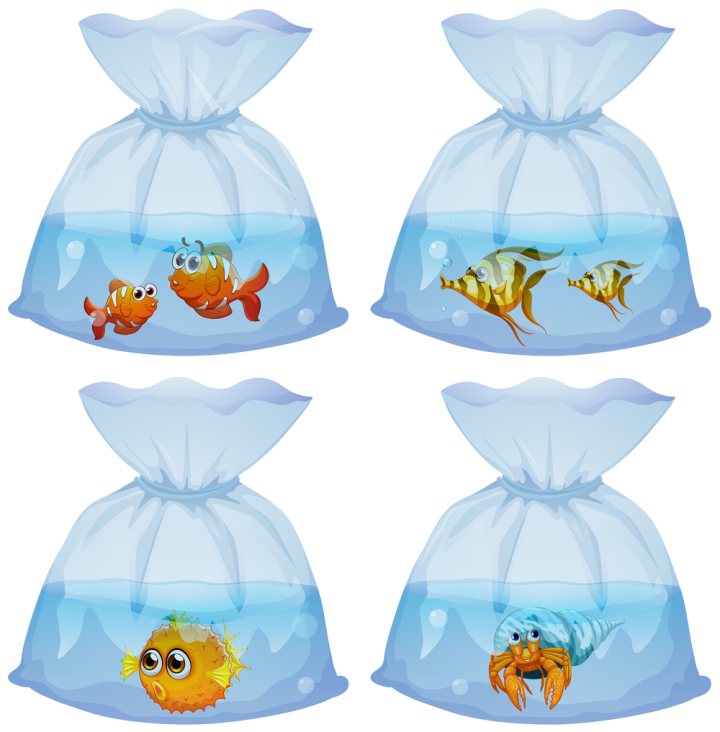 Free: Different kind of fish in the bags 